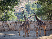 В Библейском зоопарке в Иерусалиме родился южно-африканский жирафенок