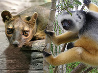 Мадагаскар: редких лемуров уничтожают еще более редкие фоссы