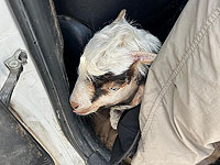 Задержаны 13 подозреваемых в попытке принести жертву на Храмовой горе