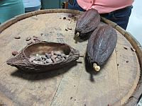 В разоренном ХАМАСом поселке выжили сорта какао, устойчивые к изменениям климата