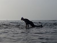 Ситуация на пляжах: Средиземное море – волны до 2 м, медуз мало; почти штиль в Эйлате и на Кинерете
