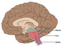 В стволе головного мозга нашли клетки, которые управляют иммунным ответом во всем теле