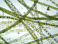 Реконструирован геном первого наземного организма, который появился на суше 550 млн лет назад