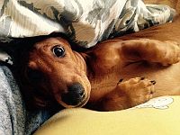 Собаки используют мимику не только для общения с людьми, но и друг с другом