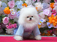 Собачья мода 2024: шоу в Нью-Йорке. Фоторепортаж