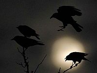 Вороны умеют считать: не совсем как люди, но лучше всех остальных животных