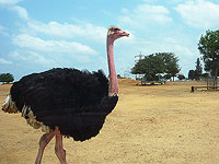 Один из символов рамат-ганского 