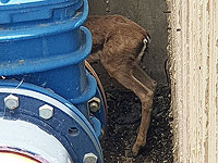 Успешно завершилась операция по спасению газели, упавшей в глубокий оросительный коллектор