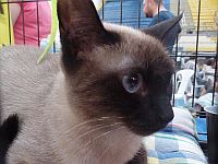 Метод применяемый для лечения людей помог сиамскому коту