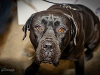 Выставка собак в Тель-Авиве. Фоторепортаж