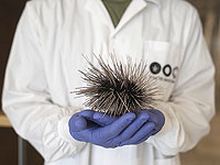 Израильские ученые объяснили причины вымирания морских ежей в мировом океане