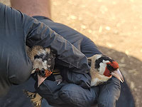 Получив разрешение лечить в Израиле сына, араб из Шхема занялся браконьерством