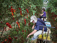 Министерство сельского хозяйства продолжит поддерживать волонтерские организации