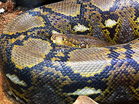 В Индонезии питон целиком проглотил женщину