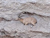 Около Мертвого моря спасли провалившегося в яму нубийского горного козла. Фото, видео