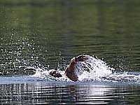 Плавание на открытой воде. В эстафете чемпионами Европы стали венгры. Израильтяне на шестом месте