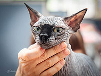 Международная выставка кошек в Израиле. Фоторепортаж