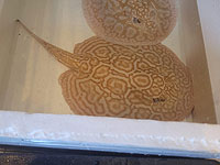 В Бат-Яме задержан мужчина, содержавший экзотических пресноводных рыб и черепах