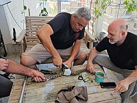 Змееловы спасли гадюку, застрявшую в домашнем бассейне в Хайфе