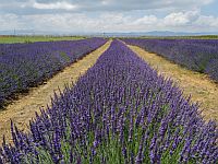 Тревога на Голанских высотах