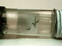 С начала мая в Израиле выявлено 19 случаев западно-нильской лихорадки