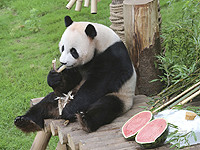 В Китае туристам, обижавшим панд, пожизненно запретили посещать центр, где они обитают
