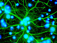 Омоложение астроцитов спинного мозга помогло его восстановлению после травмы