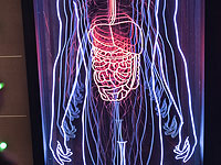 Бактерии микробиома кишечника помогают противораковой терапии