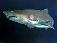 На Гавайях в результате нападения акулы погиб актер, игравший в 