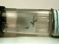 32 случая западно-нильской лихорадки, все пациенты из центра Израиля