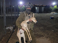 Во время антитеррористической операции были спасены шесть газелей