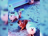 У семьи наркоторговцев в Хадере изъяли наркотики и 14 померанских шпицев