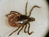 53-летний мужчина скончался от клещевого сыпного тифа: он думал, это COVID