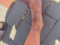 Водитель автобуса в Ариэле закрыл репатриантку в багажнике, оставив на дороге ее маленькую дочь