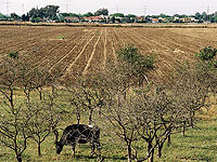 В районе Штулы обнаружена зараженная бешенством корова