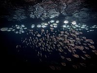 Опубликованы фото и видео 