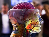 Исследователи вырастили 