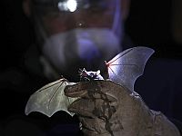 Социальный код мозга: израильские ученые совершили прорыв в изучении гиппокампа