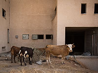 Утвержден первый проект 