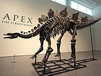 Стегозавр по имени 