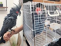 Задержаны продавцы черного какаду стоимостью около 50 тысяч шекелей