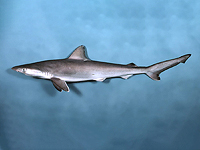 У акул в районе Рио-де-Жанейро выявлено необычно высокое содержание кокаина