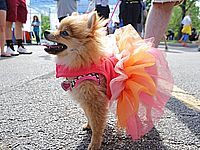 Принят закон о базе ДНК домашних собак, позволяющей находить хозяев, не убирающих за питомцами