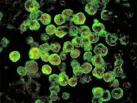 Второй случай