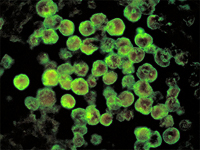 Найден возможный источник