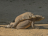 Исследование: зубы комодских варанов покрыты железом