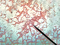 Израильские ученые описали 