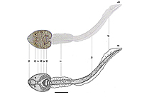 В колониях плоских червей есть