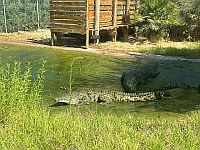 В Библейском зоопарке в Иерусалиме крокодил напал на сотрудника