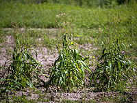 Израильская компания разработала роботов для борьбы с сорняками